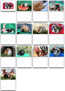 2023 Cavy Central Guinea Pig Calendar